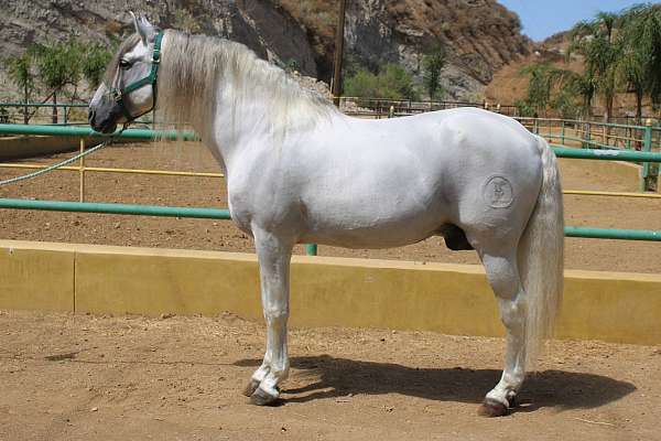 athletic-andalusian-horse