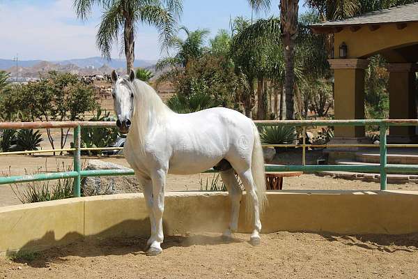 classical-andalusian-horse