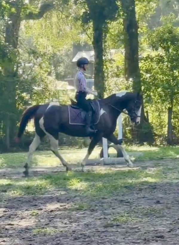 sport-pony-paint