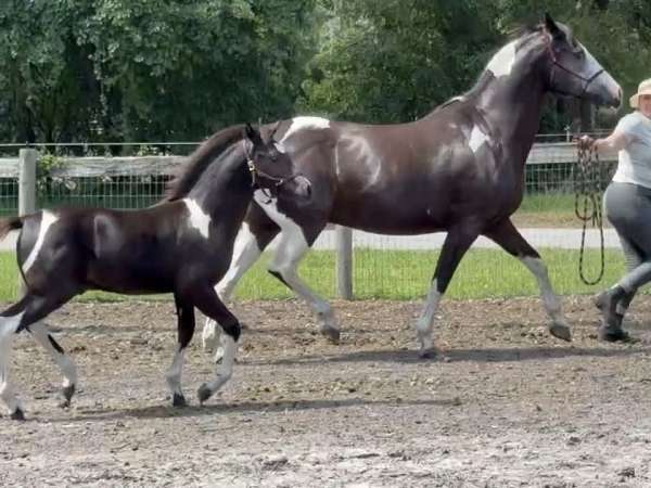 pinto-pony-paint