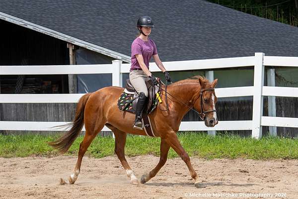 quarter-pony-gelding