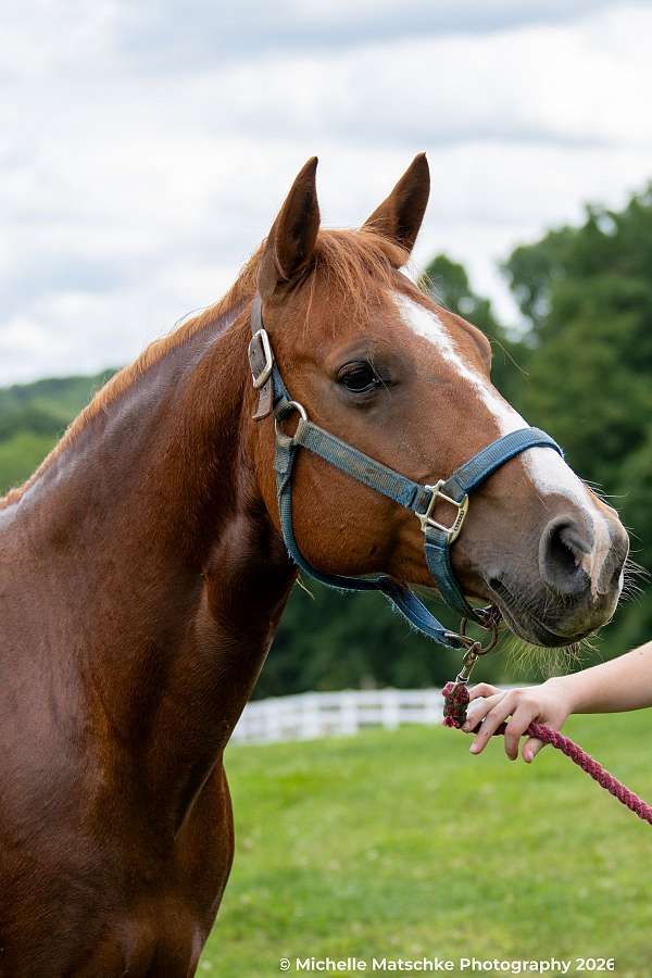 quarter-pony-for-sale
