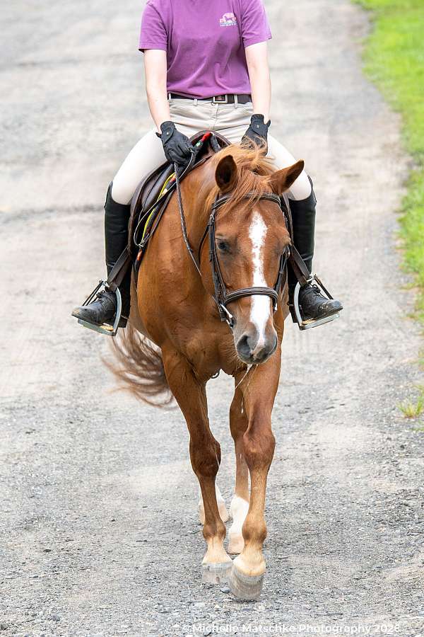 quarter-pony