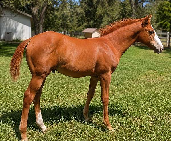 blaze-face-horse