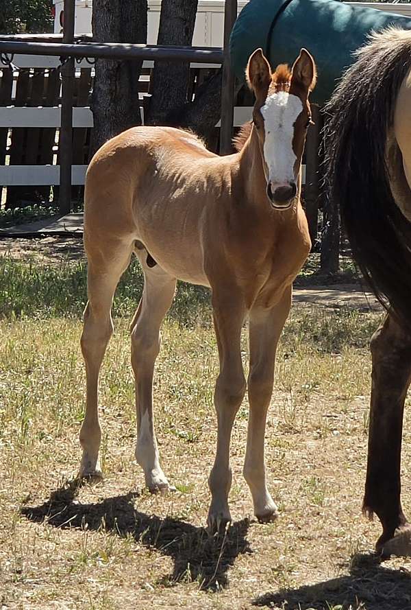 athletic-quarter-horse