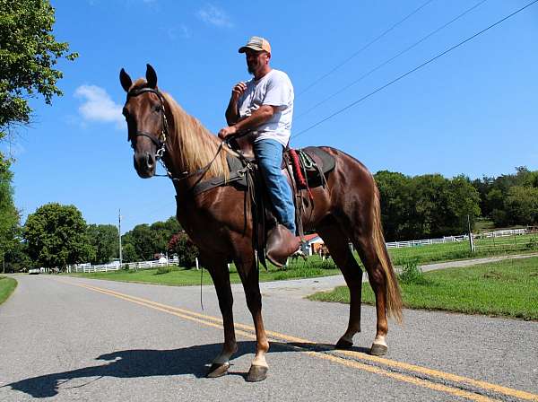 mt-horse-gelding
