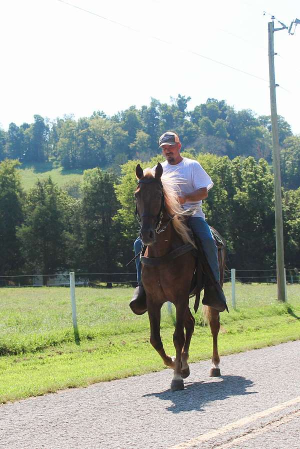 field-trial-horse-gelding