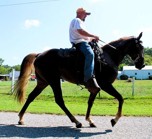 spotrt-horse-gelding