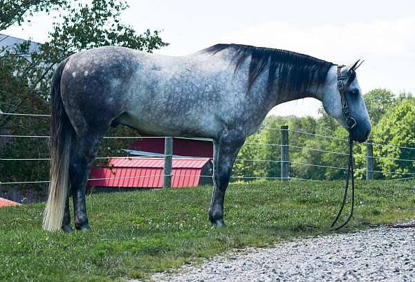 grey-western-ri-horse