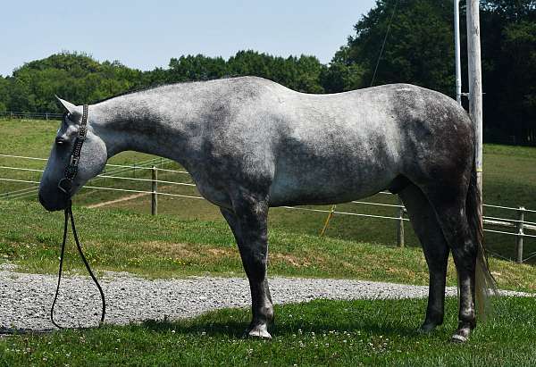 all-around-quarter-horse