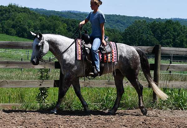beginner-quarter-horse