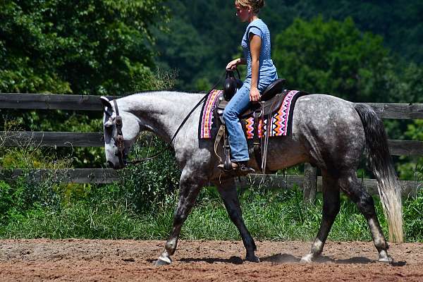 drill-team-quarter-horse