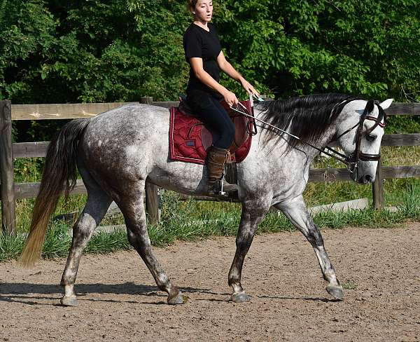 english-pleasure-quarter-horse