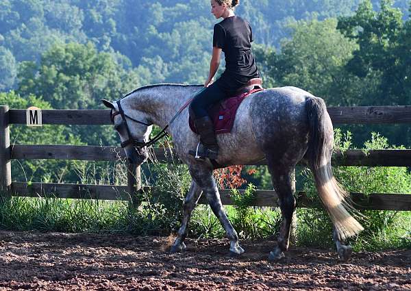 experienced-quarter-horse