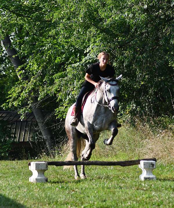 finished-quarter-horse
