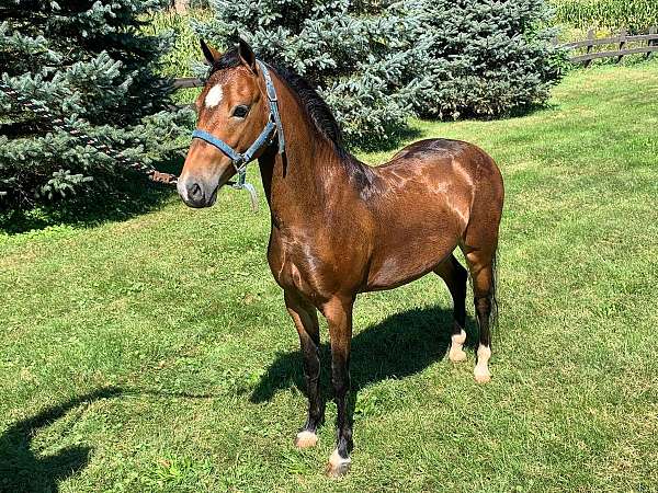 modern-shetland-gelding