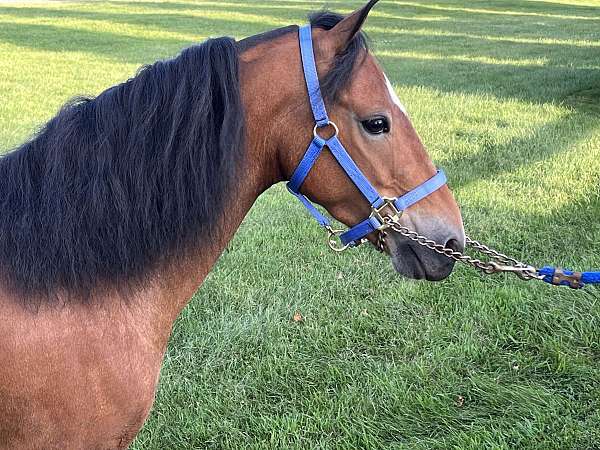 modern-shetland-pony