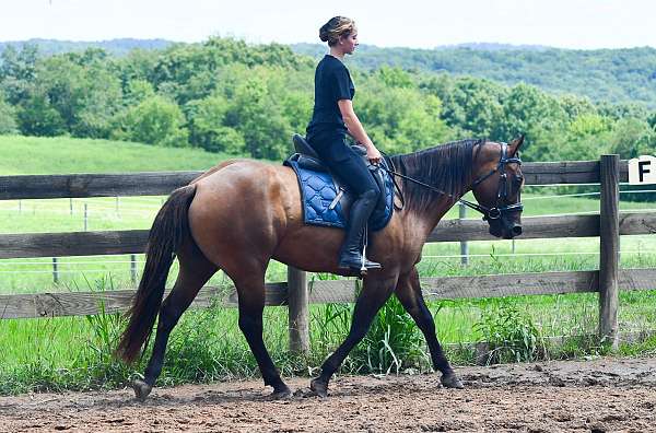 all-around-quarter-horse
