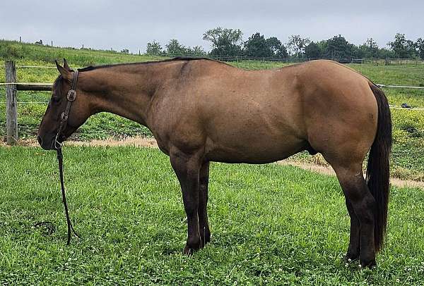 beginner-quarter-horse