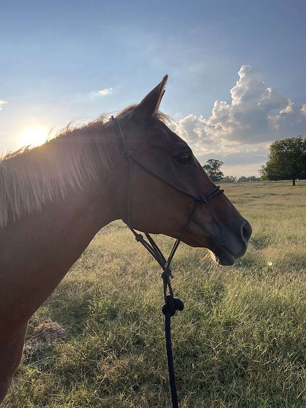 quarter-horse-mare