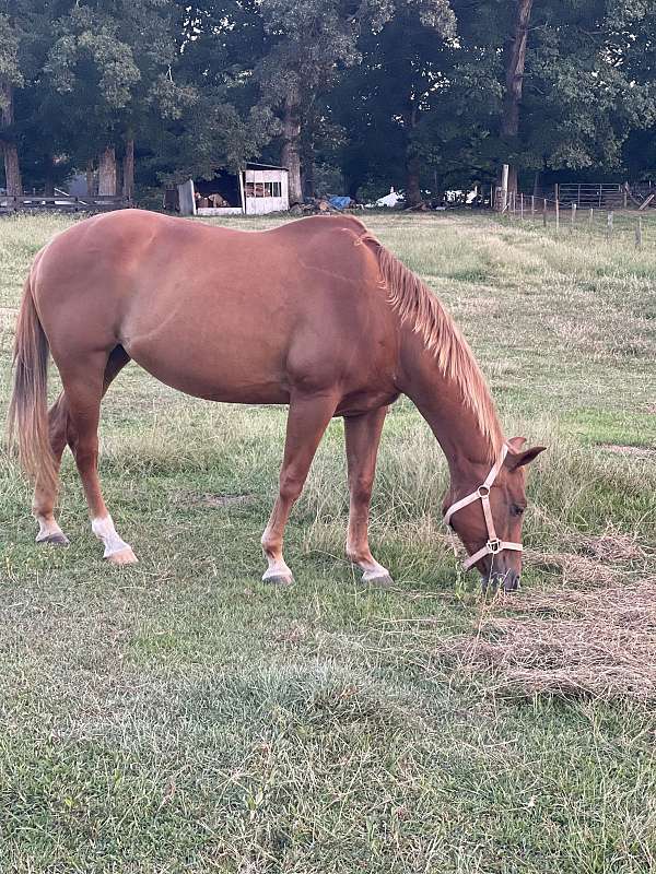 quarter-horse-for-sale