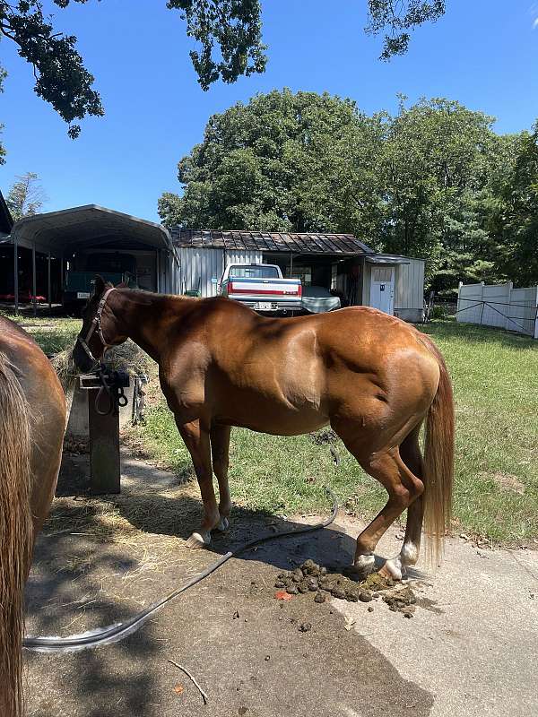 charlotte-quarter-horse