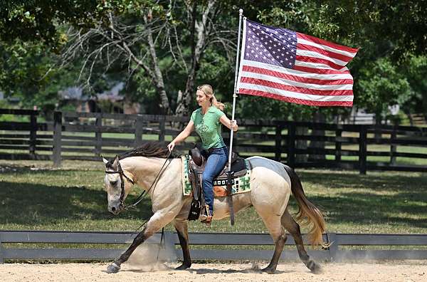 aqha-quarter-horse
