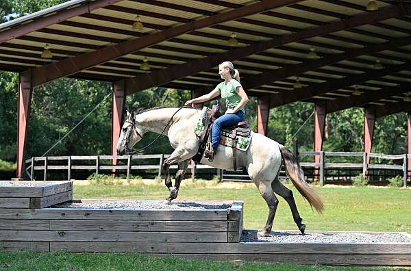 gentle-quarter-horse