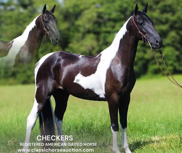 beginner-american-gaited-horse