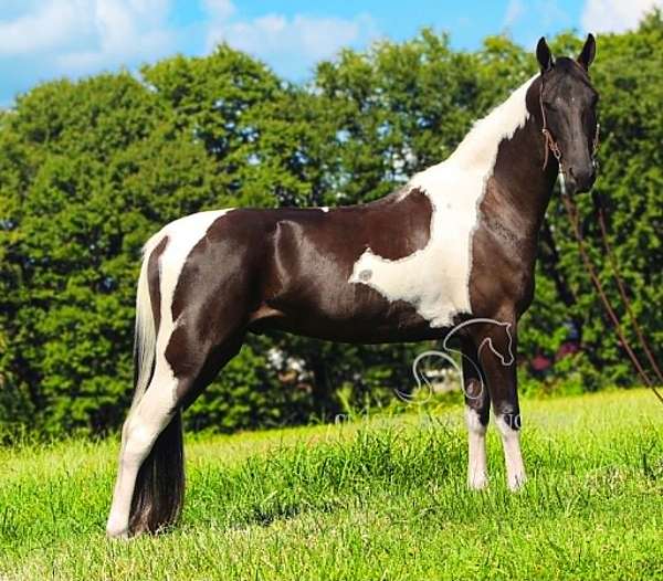 beginner-friendly-american-gaited-horse