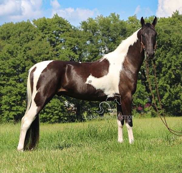beginner-novice-american-gaited-horse