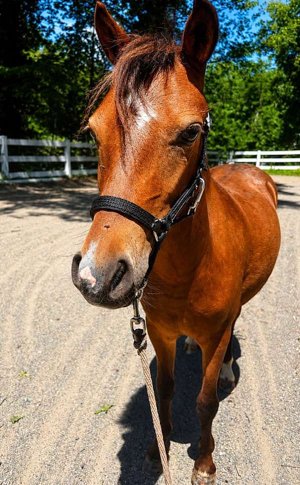 beginner-shetland-pony
