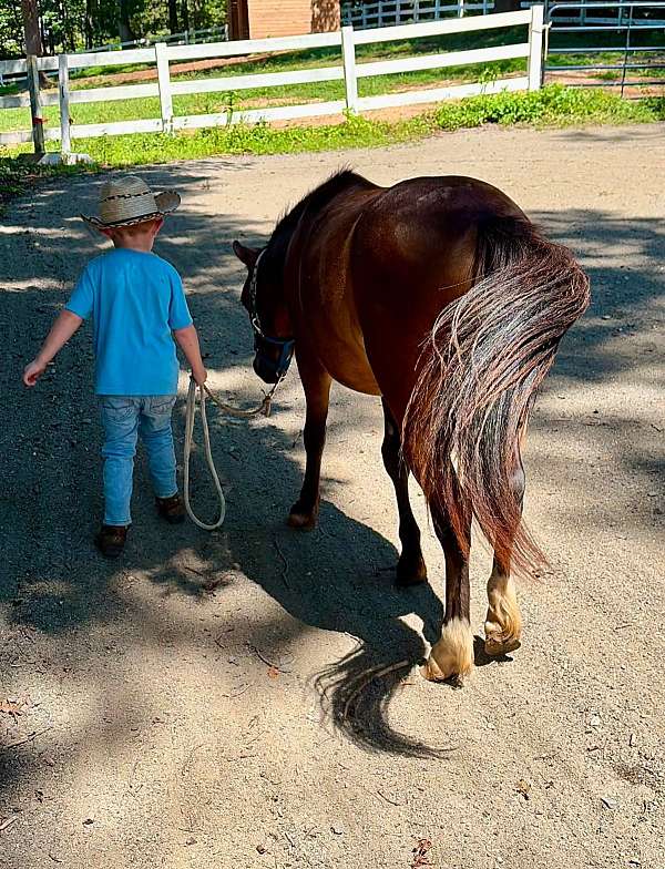 kid-safe-shetland-pony