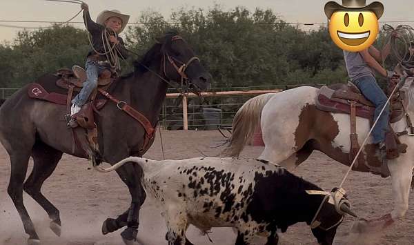 quarter-horse