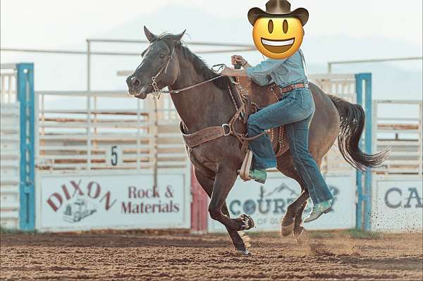 quarter-horse-for-sale