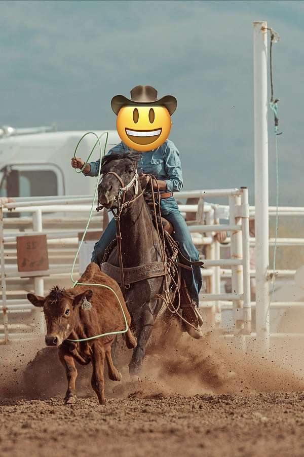 quarter-horse-mare
