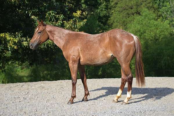 red-roan-2-white-socks-on-hinds-horse