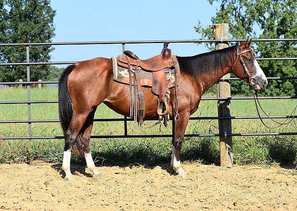 white-face-stockings-on-all-4-horse
