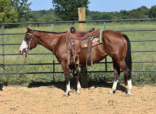 bay-white-face-stockings-on-all-4-horse
