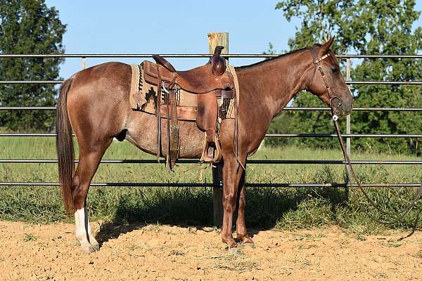 liver-chestnut-rabicano-with-2-hind-white-socks-horse