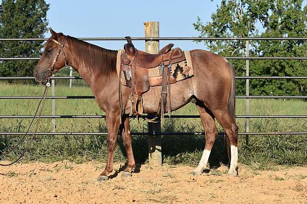 rabicano-with-2-hind-white-socks-horse