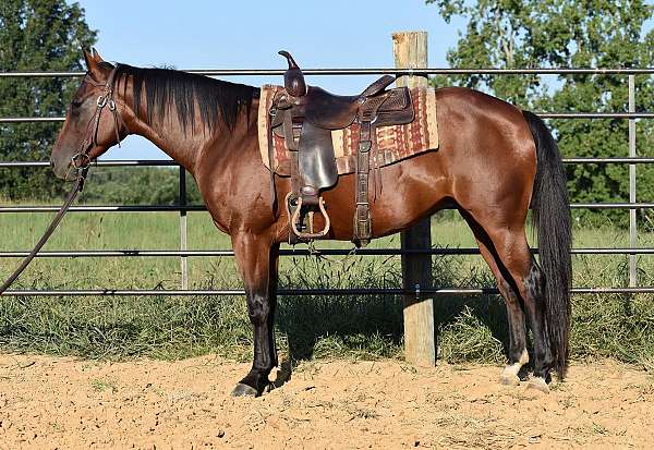 bay-white-on-hinds-horse