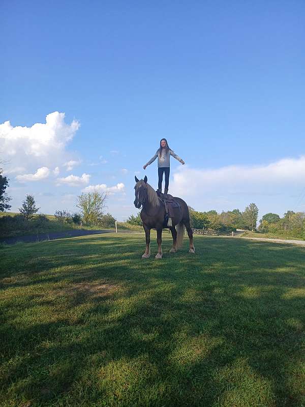 eight-belgian-horse