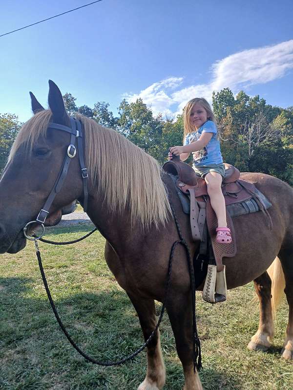 kid-belgian-horse