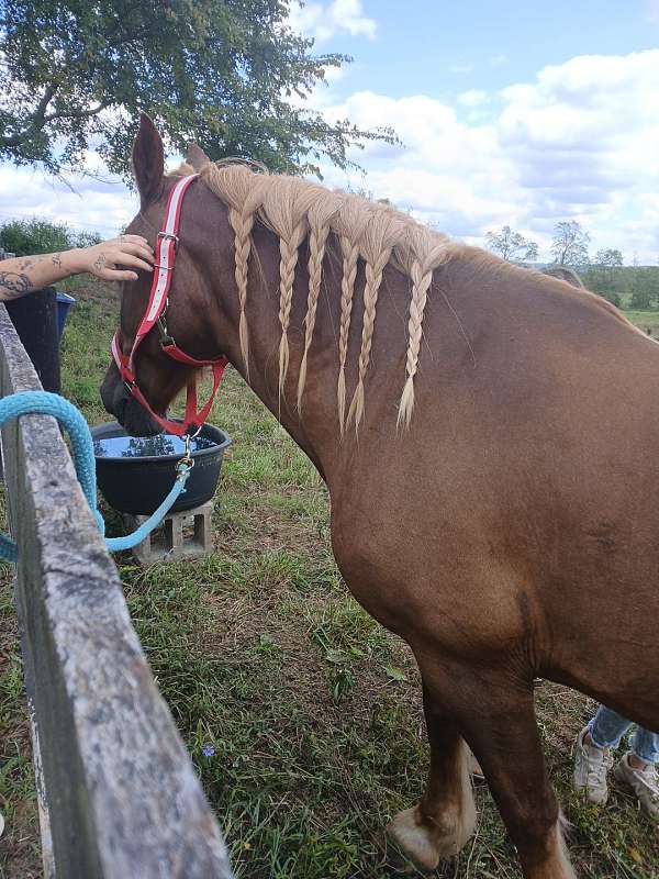 kid-broke-belgian-horse