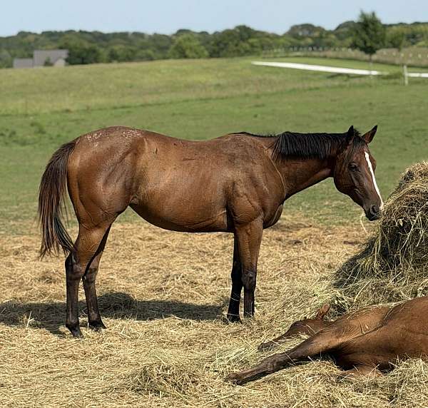 blaze-pony