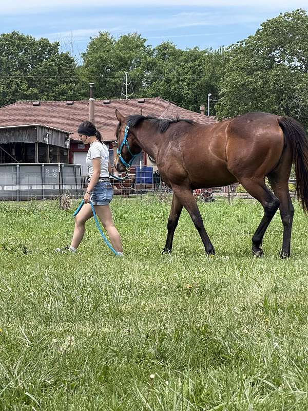 athletic-quarter-pony
