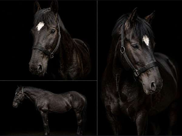 buttons-percheron-horse