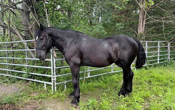 dog-percheron-horse