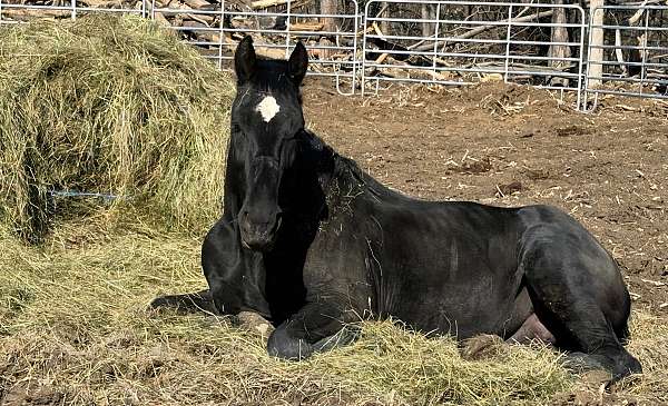 foals-on-the-ground-percheron-horse